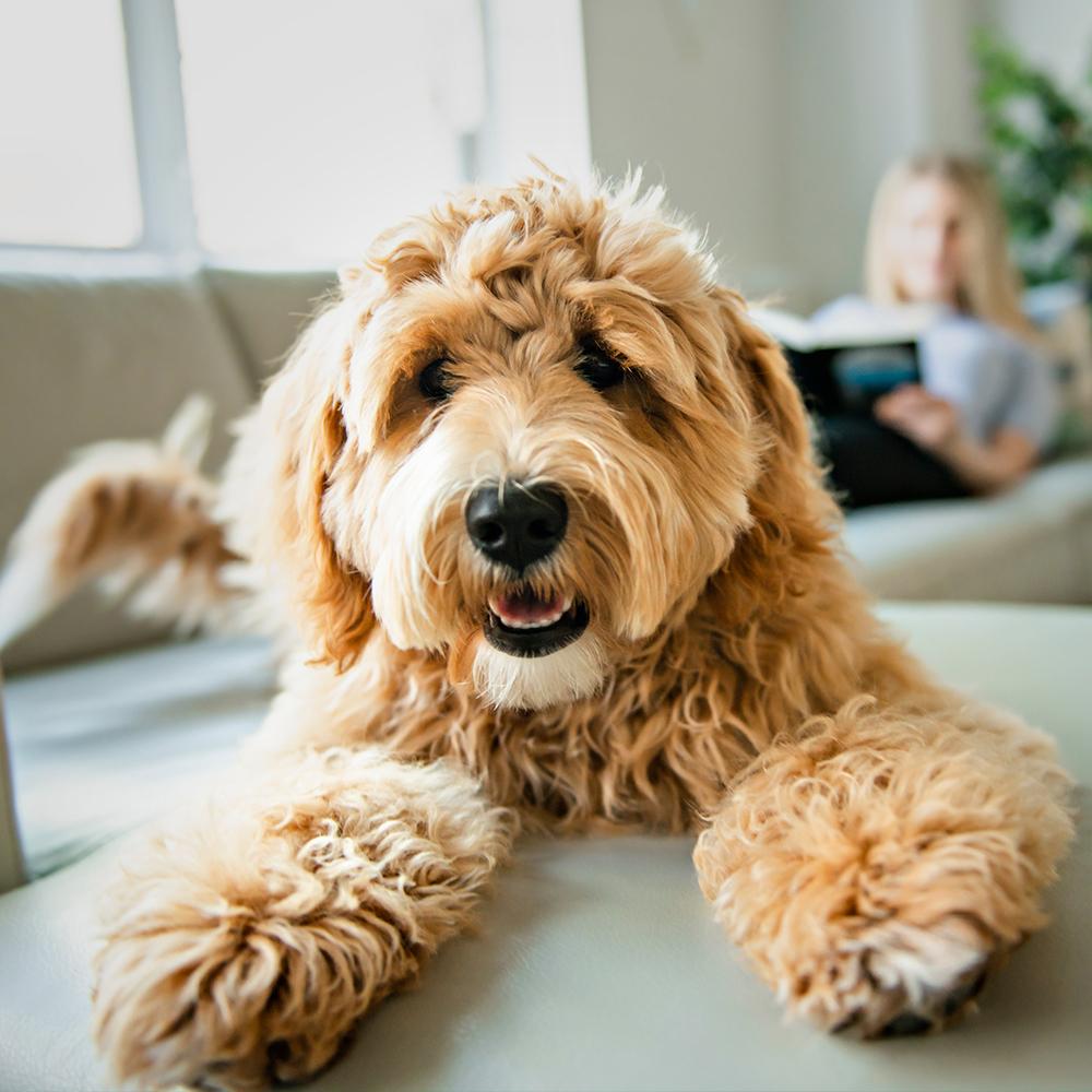 Puppy